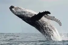 Whale Watching
