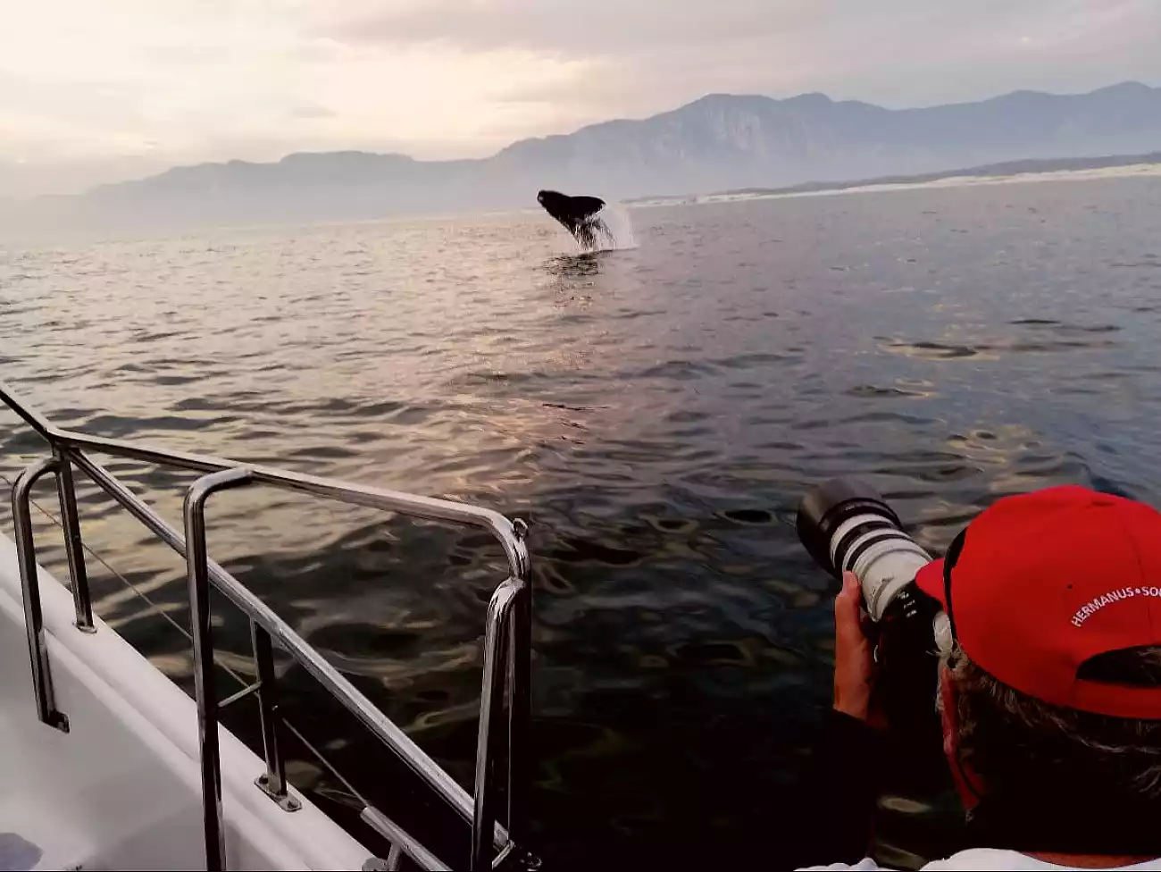 Whale Watching in Walker Bay