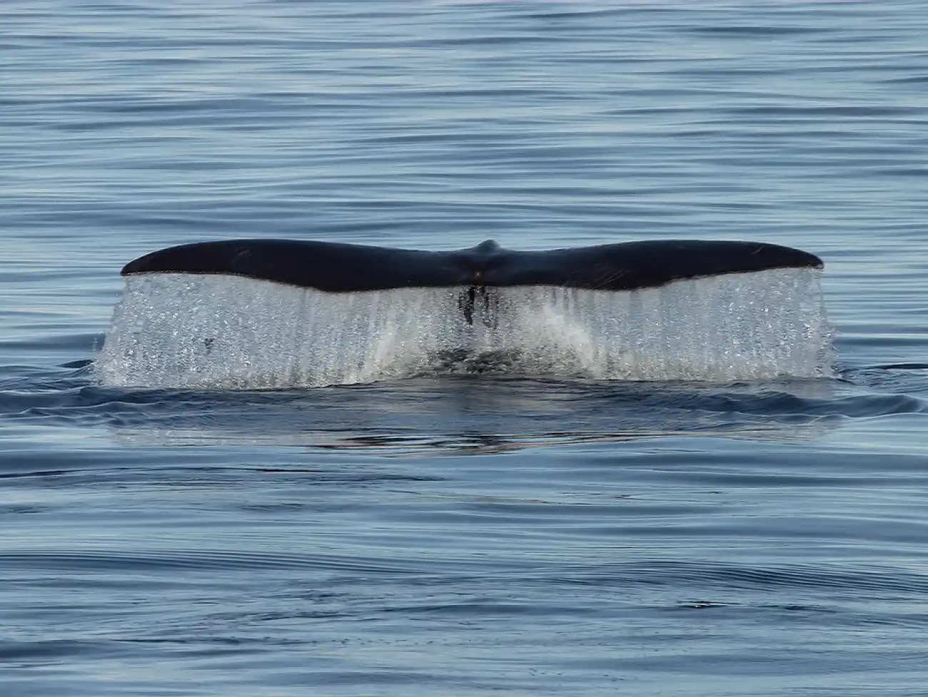 Whale watching in Mossel Bay