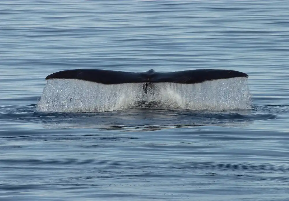 Whale Watching