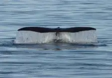 Whale Watching