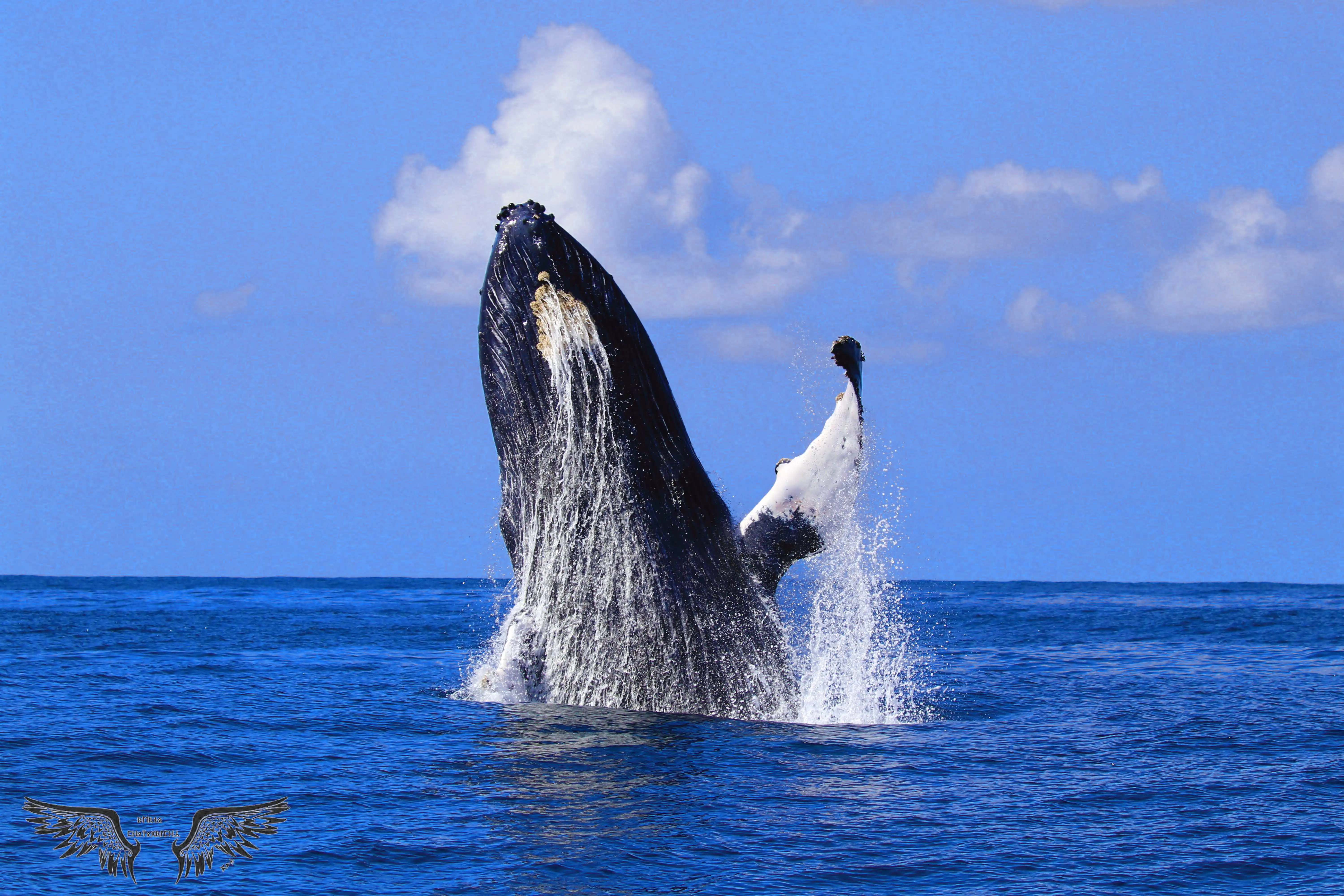 Whale Watching