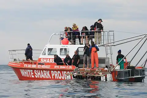 White Shark Projects - Shark Cage Diving