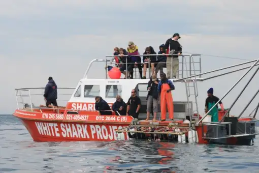 White Shark Projects - Shark Cage Diving
