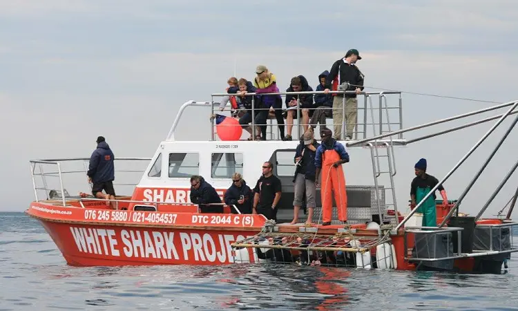 White Shark Projects - Shark Cage Diving