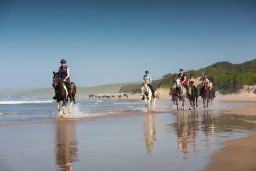 Wild Coast Horse Riding Adventures - Beach Horse Rides