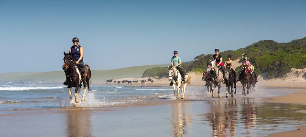 Wild Coast Horse Riding Adventures - Beach Horse Rides
