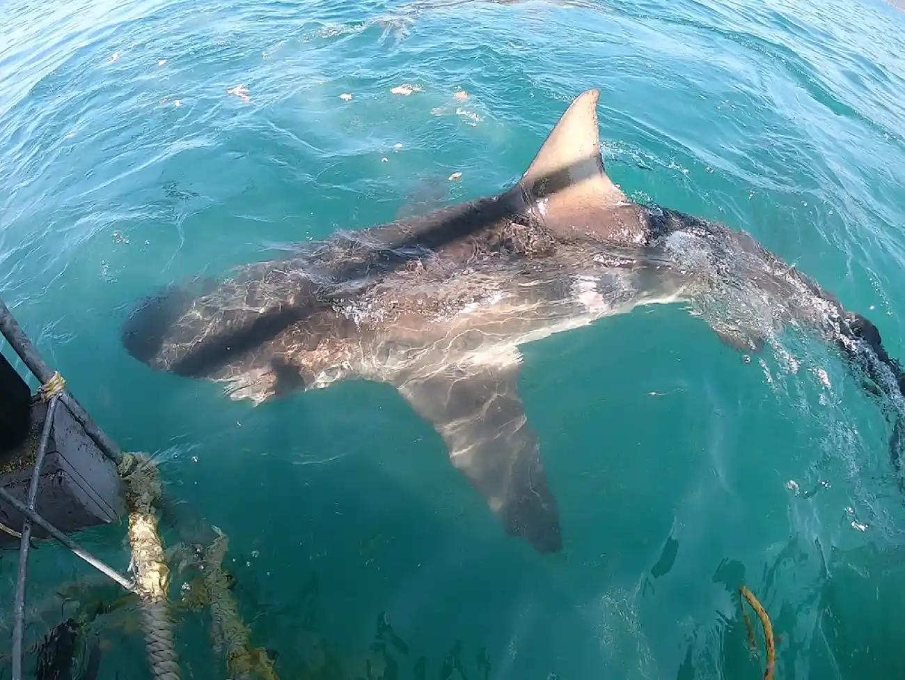Shark Cage Diving at the V&A Waterfront