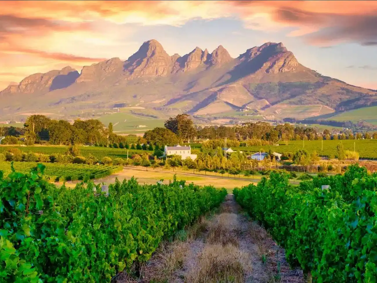 Wine Walks in the Helderberg