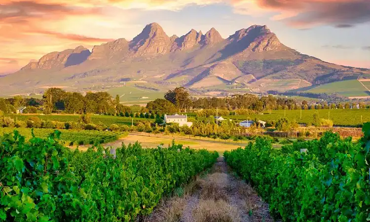Coast to Coast Stellenbosch - Wine Walks