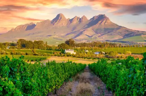 Coast to Coast Stellenbosch - Wine Walks