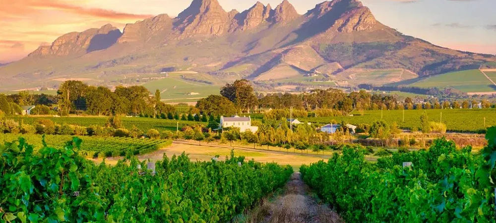 Coast to Coast Stellenbosch - Wine Walks