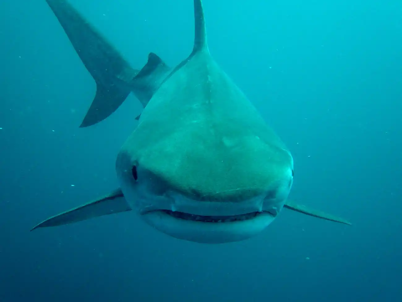 Shark Diving on the South Coast KwaZulu-Natal