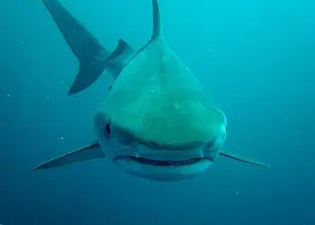 Shark Diving