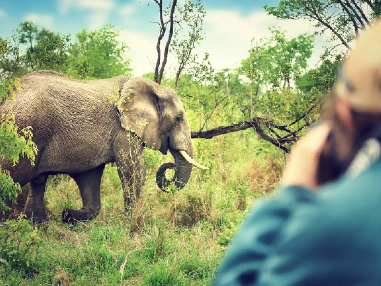 Elephant Experience in Addo