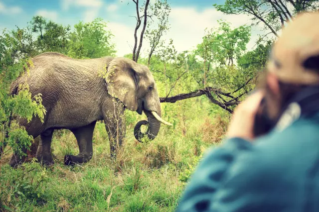 Elephant Experience