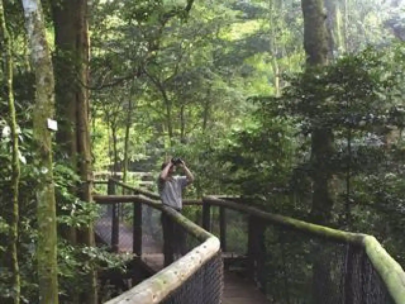 Aerial Boardwalk in the Dlinza Forest
