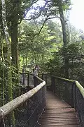 Aerial Boardwalk