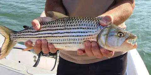 Shayamanzi Houseboats - Tiger Fishing