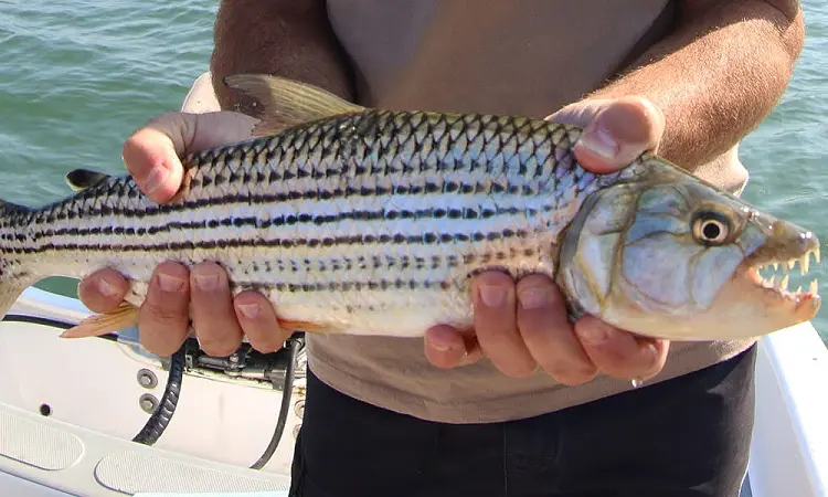 Shayamanzi Houseboats - Tiger Fishing
