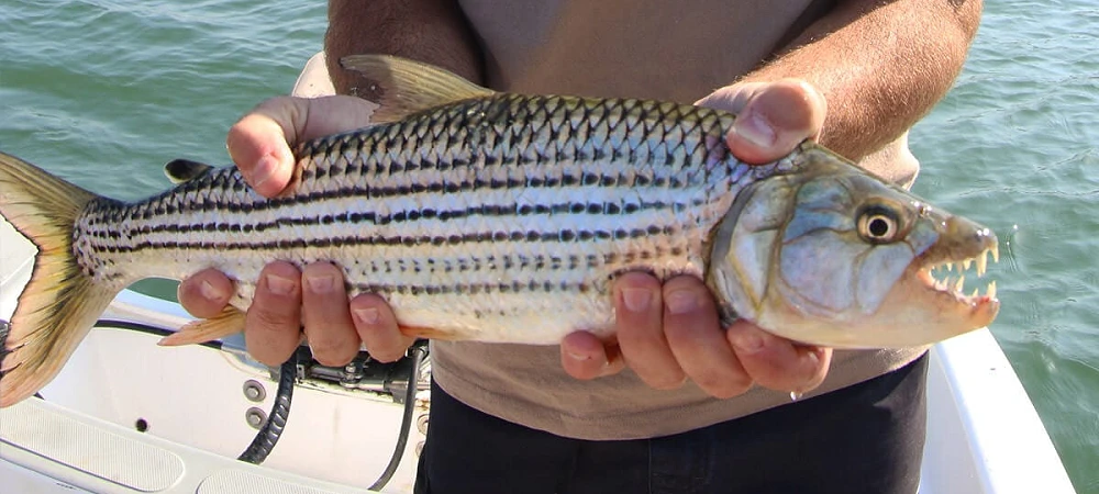 Shayamanzi Houseboats - Tiger Fishing