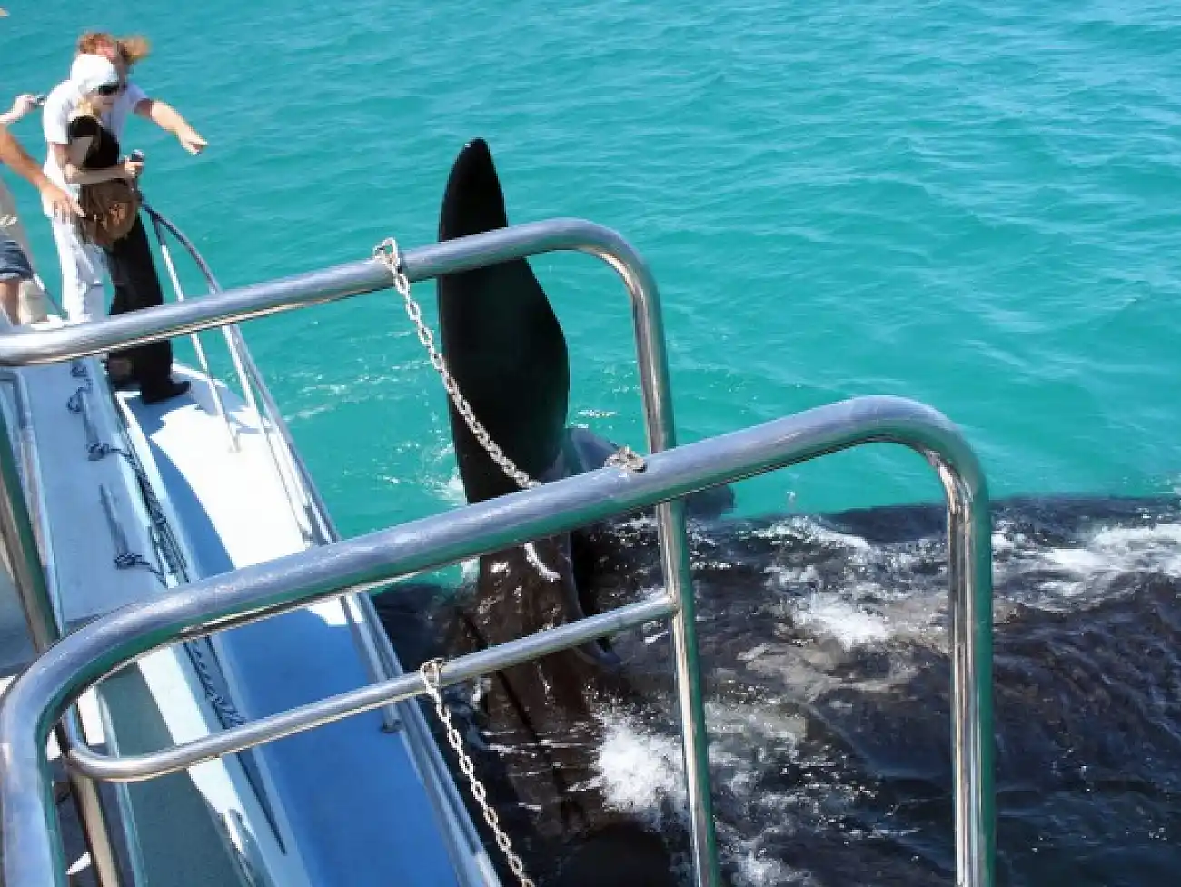 Boat Charters in Gansbaai