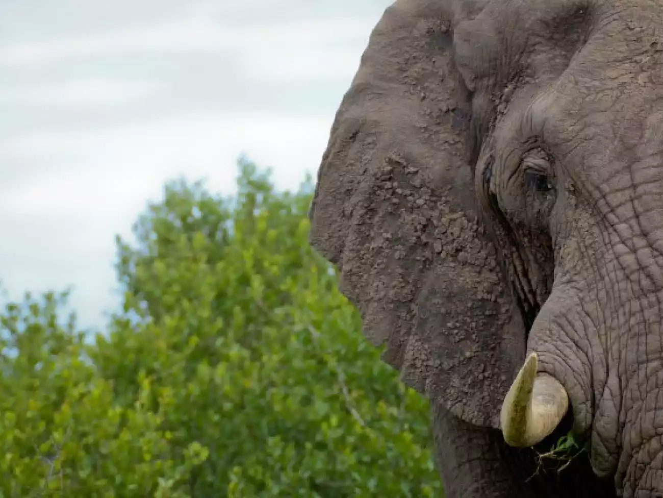 Elephant Experience in Mpumalanga