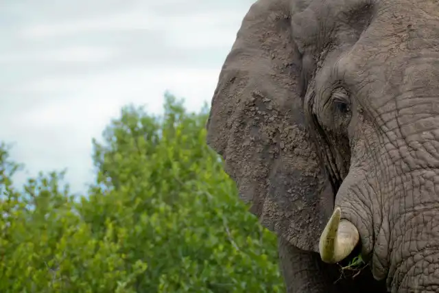 Elephant Experience