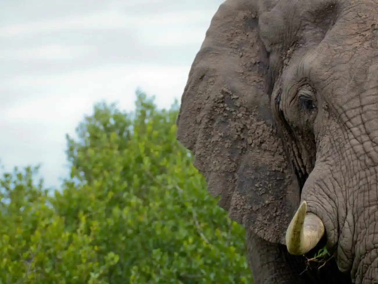 Elephant Experience in Mpumalanga