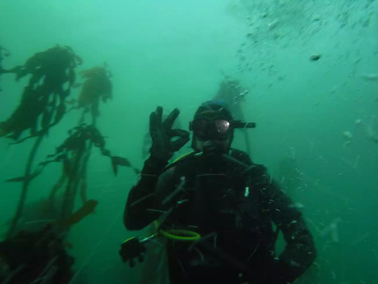 Scuba Diving in Langebaan