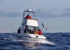 Boat Trips
