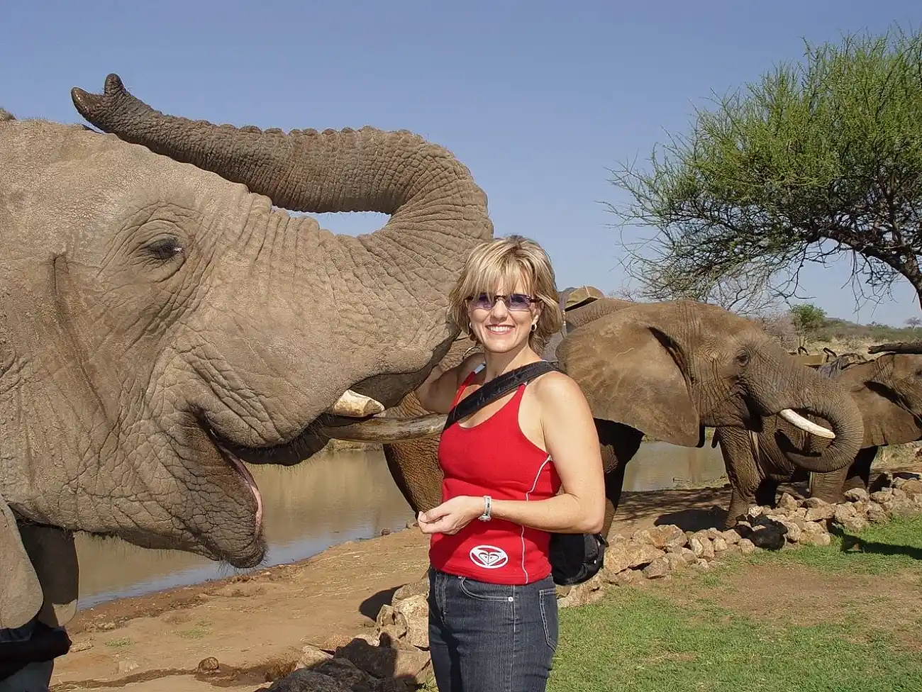 Elephant Experience in the Pilanesberg