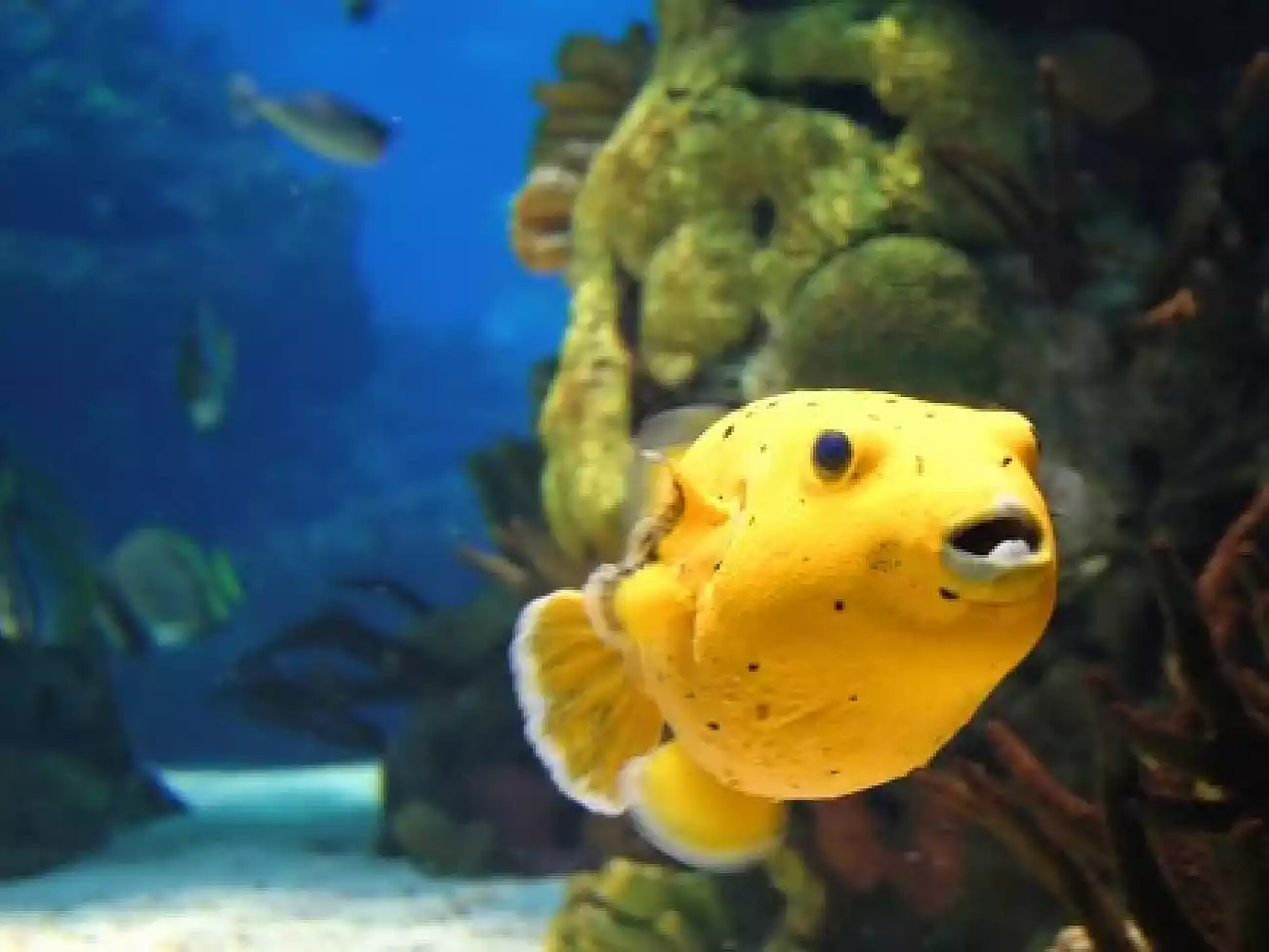 Scuba Diving in Ballito