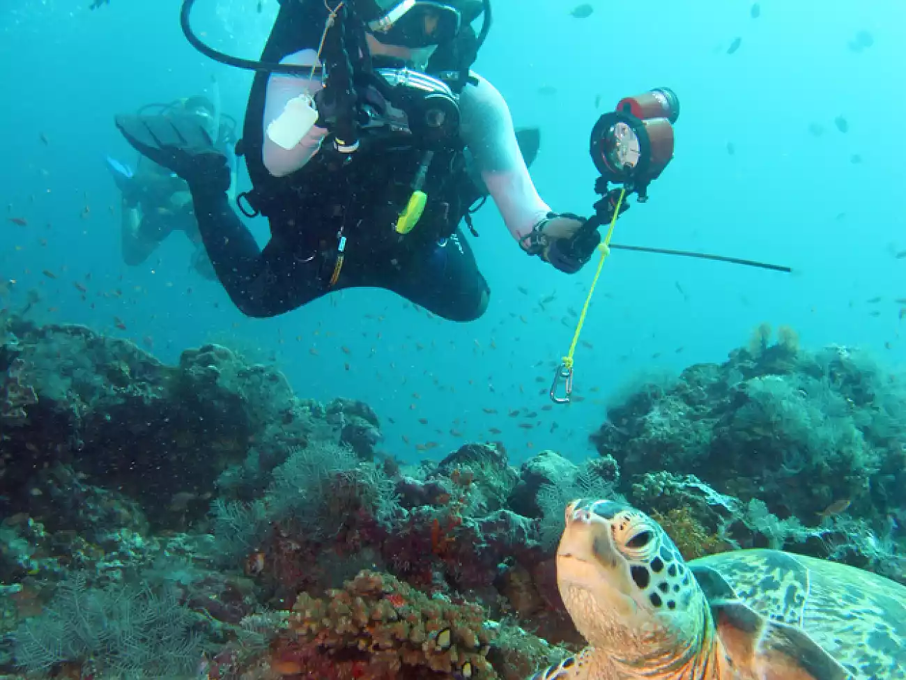 Scuba diving in Shelly beach
