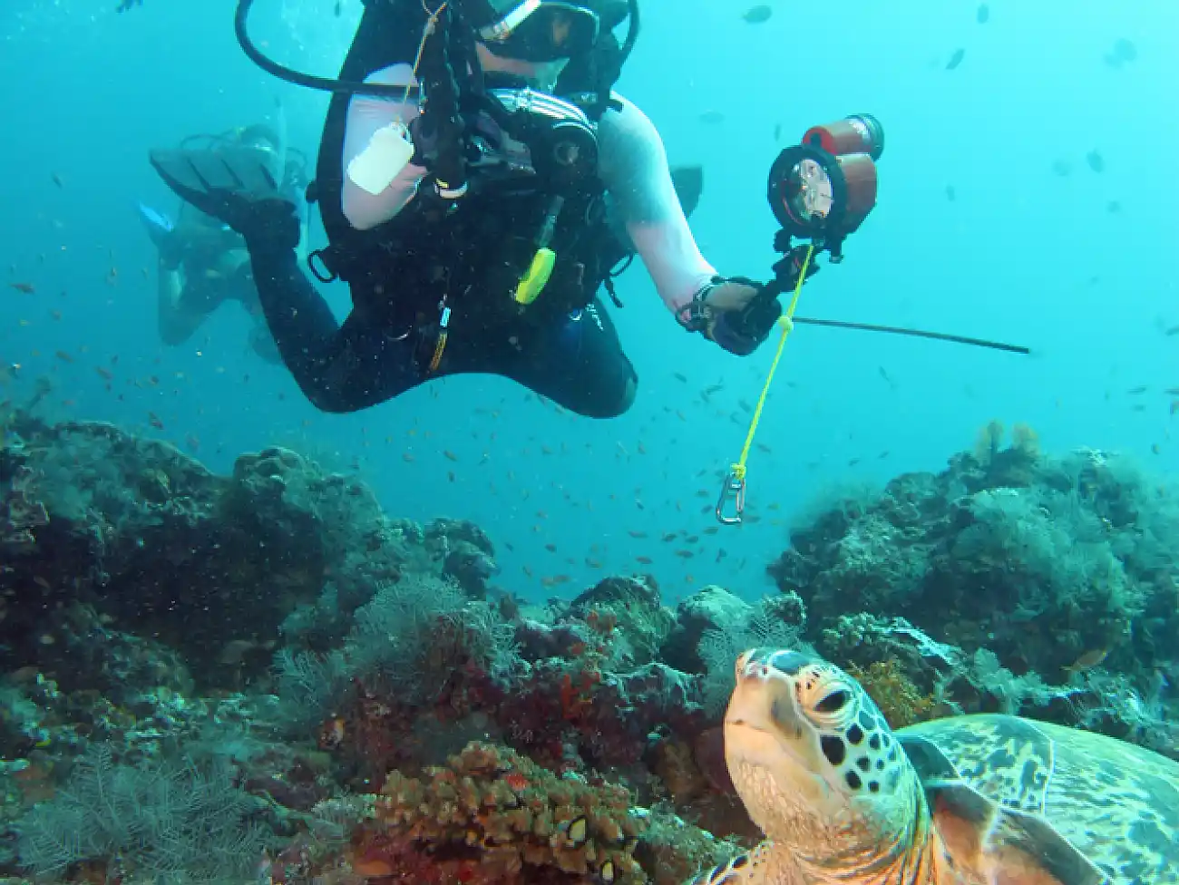 Scuba diving in Shelly beach