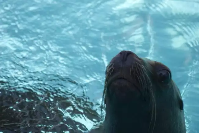 {def_description_image_text}