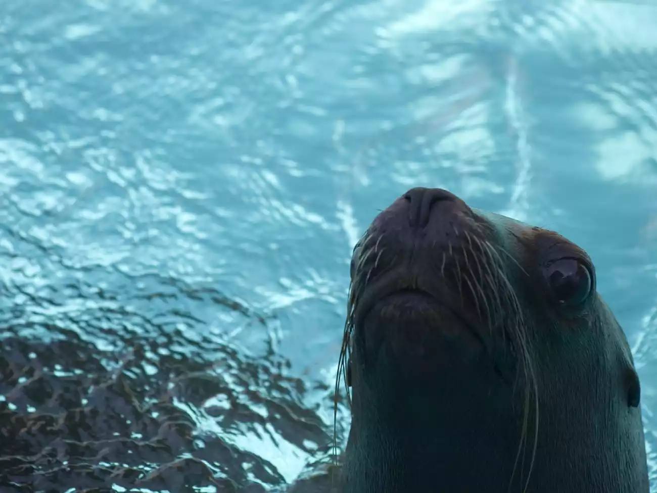 Seal Snorkeling in Simons Town