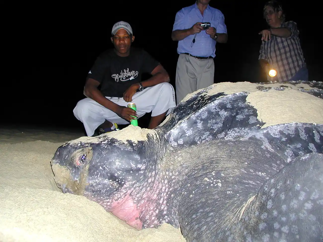 Turtle tours in St Lucia