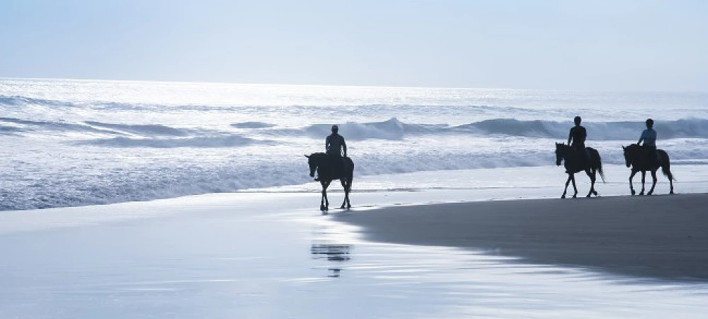 Ocean Trails Equestrian Centre - Beach Horse Rides
