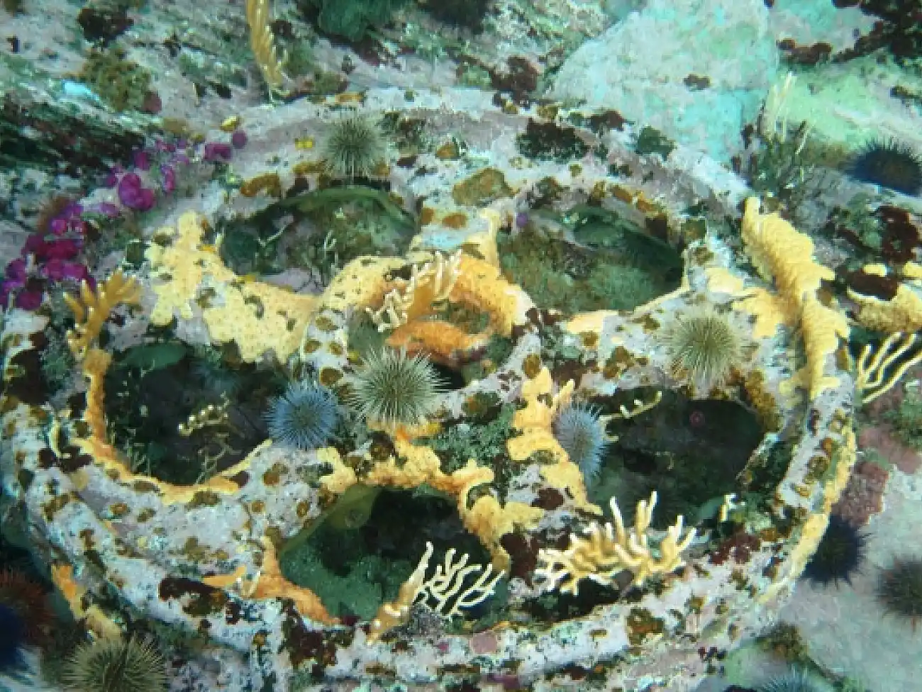 Snorkeling in Tsitsikamma