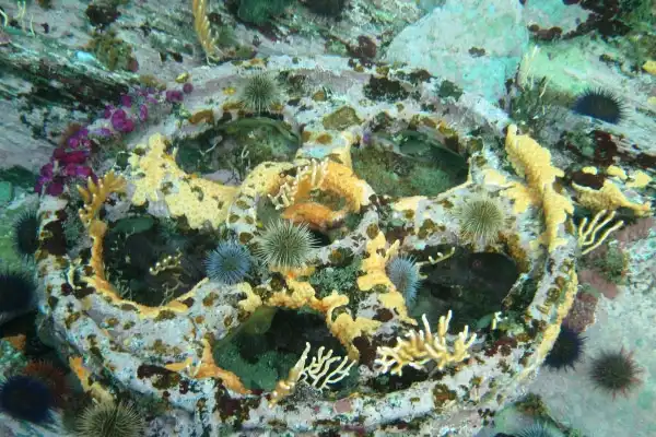 Snorkeling