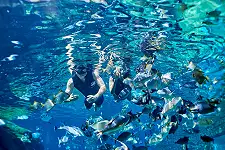 Snorkeling