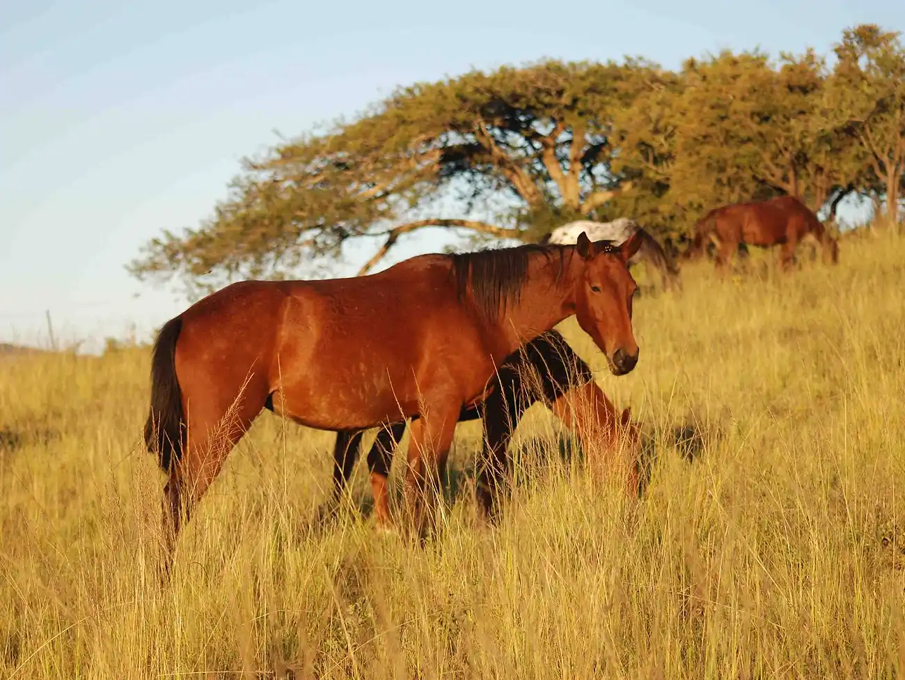 Horse Riding on the KwaZulu-Natal South Coast