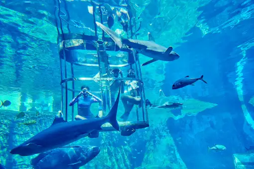 uShaka Marine World - Shark Diving