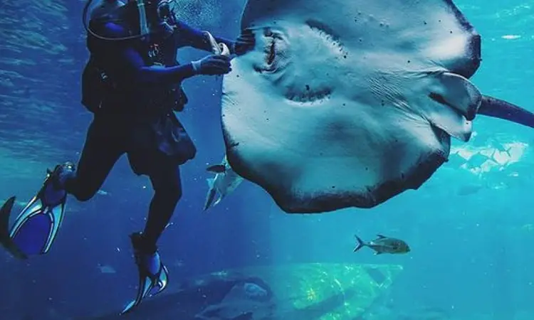uShaka Marine World - Aquarium Diving