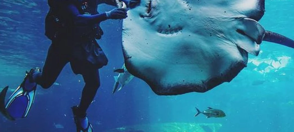 uShaka Marine World - Aquarium Diving
