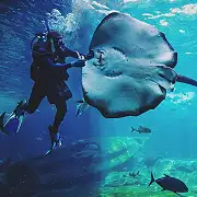 Aquarium Diving