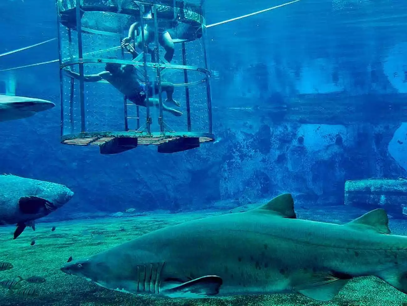 Shark Diving in Durban