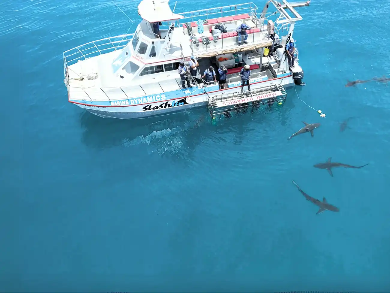 Shark Cage Diving in Gansbaai