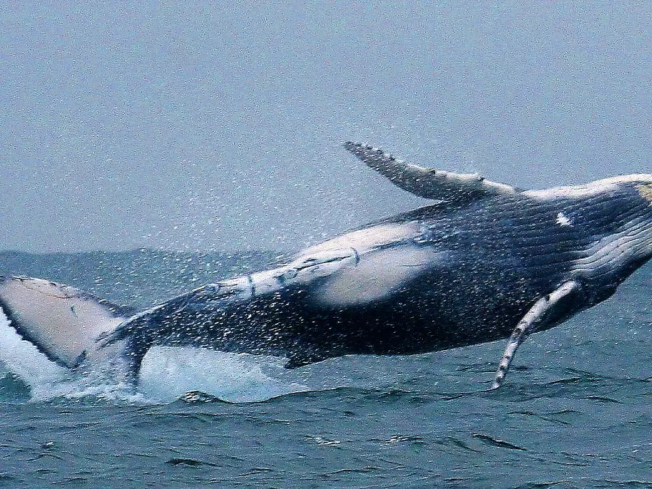 Whale Watching in Plettenberg Bay 